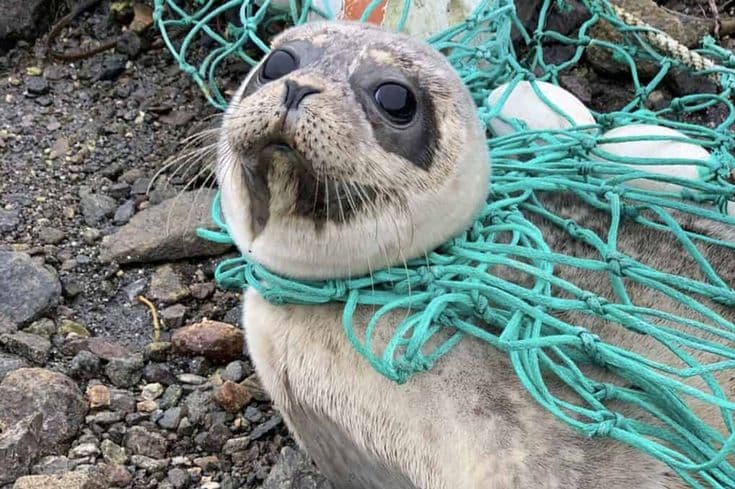 Animal Deaths from Plastic