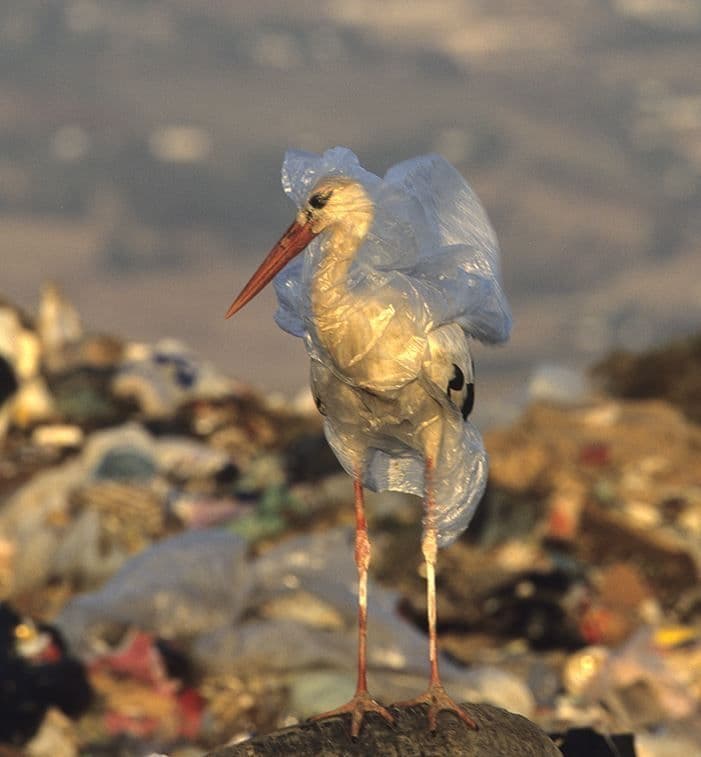 Plastic Pollution Crisis